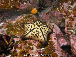 On my 2008 trip to the Galápagos Islands.  Chocolate Chip... by Frankie Rivera 
